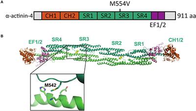 ASD-Associated De Novo Mutations in Five Actin Regulators Show Both Shared and Distinct Defects in Dendritic Spines and Inhibitory Synapses in Cultured Hippocampal Neurons